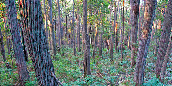 Forest Growing & Management Qualifications